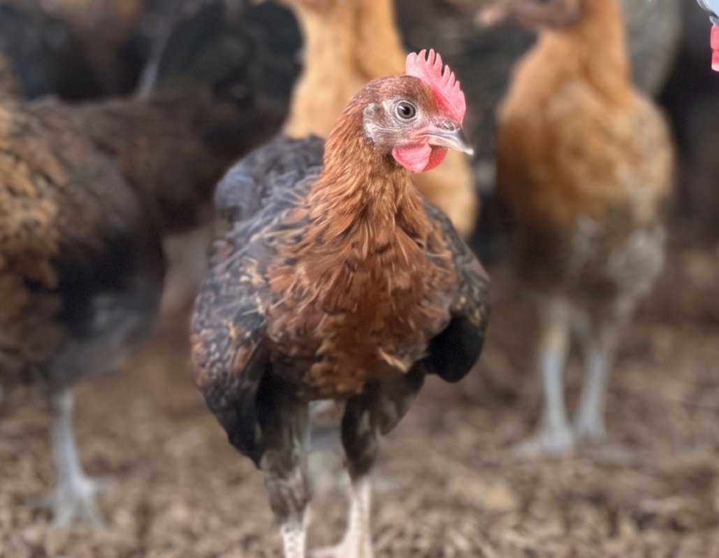 fresh country chicken -1